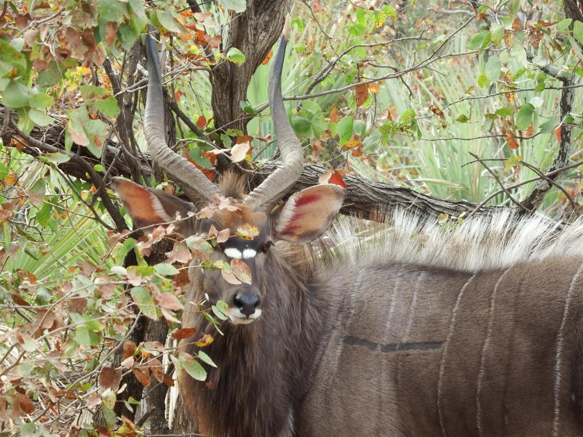 Ndzuti Bush Camp Hotel Balule Wildreservaat Buitenkant foto