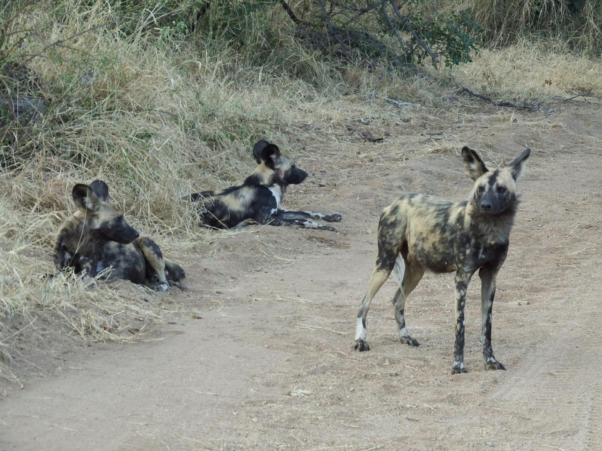 Ndzuti Bush Camp Hotel Balule Wildreservaat Buitenkant foto